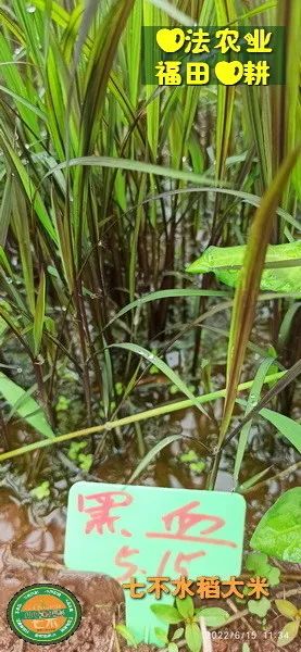 预定有礼-订购大米送生姜。2022年秋收浙江仙居新米⑤红籼米④黑米⑨勇优12粳米⑥糯米⑩香米华优18籼米 ⑾嘉丰优2号籼米