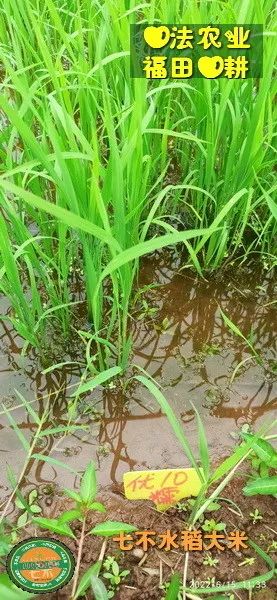 预定有礼-订购大米送生姜。2022年秋收浙江仙居新米⑤红籼米④黑米⑨勇优12粳米⑥糯米⑩香米华优18籼米 ⑾嘉丰优2号籼米