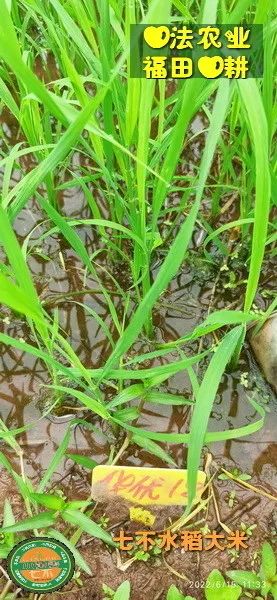 预定有礼-订购大米送生姜。2022年秋收浙江仙居新米⑤红籼米④黑米⑨勇优12粳米⑥糯米⑩香米华优18籼米 ⑾嘉丰优2号籼米