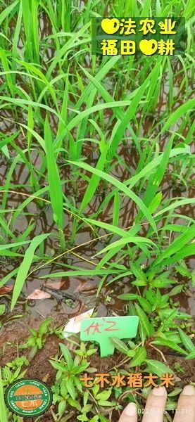 预定有礼-订购大米送生姜。2022年秋收浙江仙居新米⑤红籼米④黑米⑨勇优12粳米⑥糯米⑩香米华优18籼米 ⑾嘉丰优2号籼米