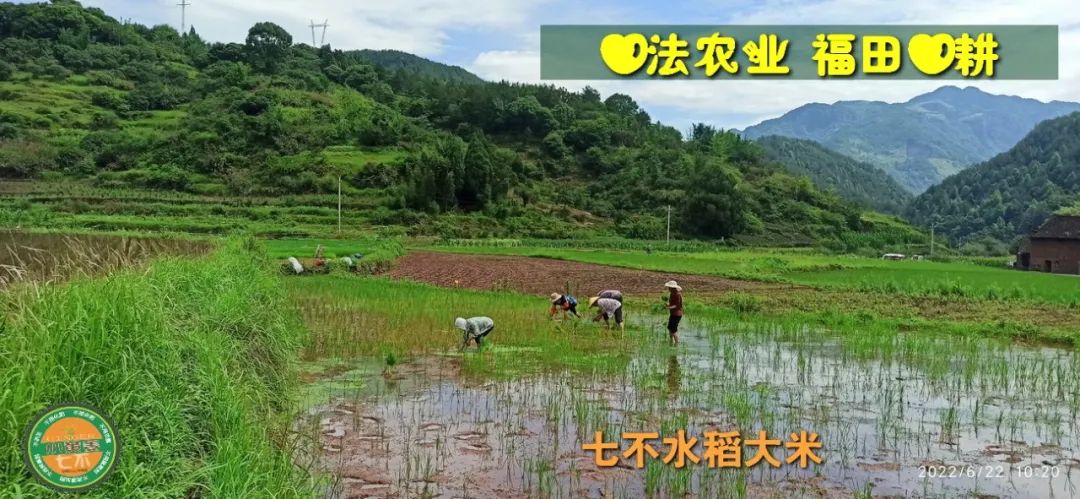 预定有礼-订购大米送生姜。2022年秋收浙江仙居新米⑤红籼米④黑米⑨勇优12粳米⑥糯米⑩香米华优18籼米 ⑾嘉丰优2号籼米