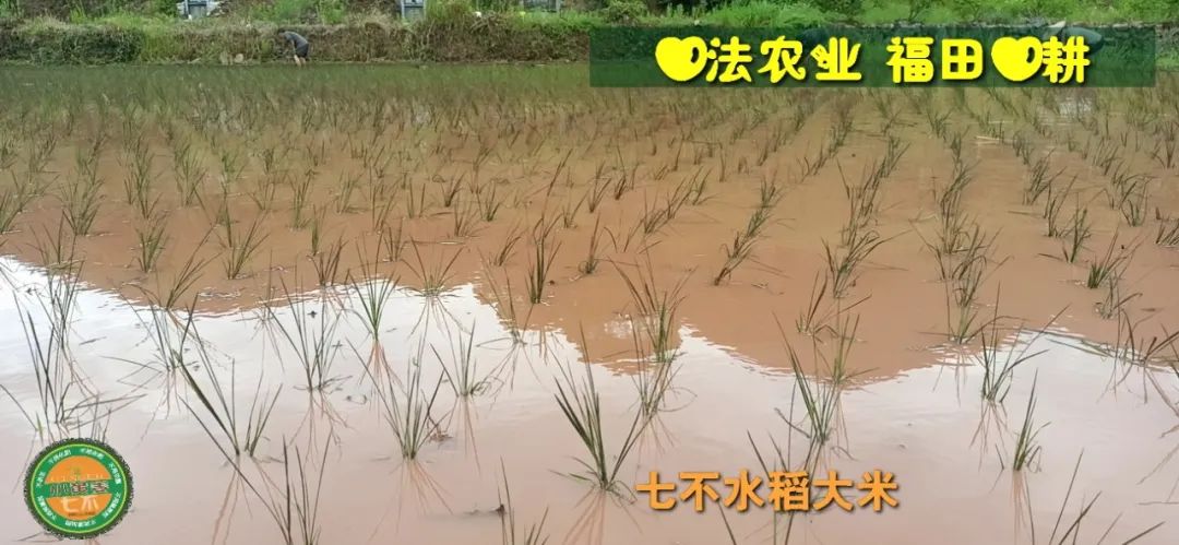 预定有礼-订购大米送生姜。2022年秋收浙江仙居新米⑤红籼米④黑米⑨勇优12粳米⑥糯米⑩香米华优18籼米 ⑾嘉丰优2号籼米