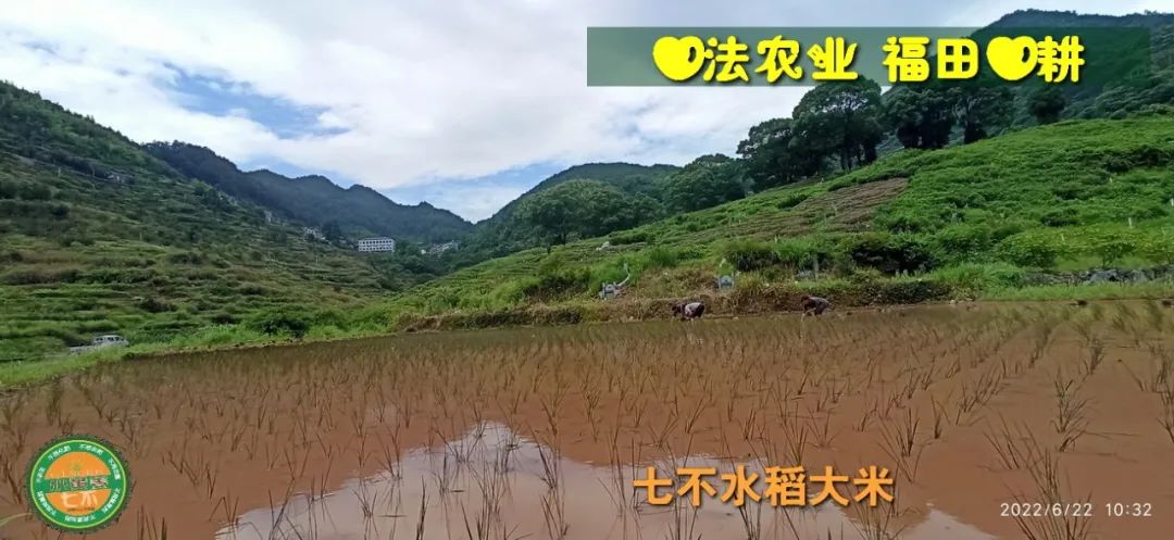 预定有礼-订购大米送生姜。2022年秋收浙江仙居新米⑤红籼米④黑米⑨勇优12粳米⑥糯米⑩香米华优18籼米 ⑾嘉丰优2号籼米