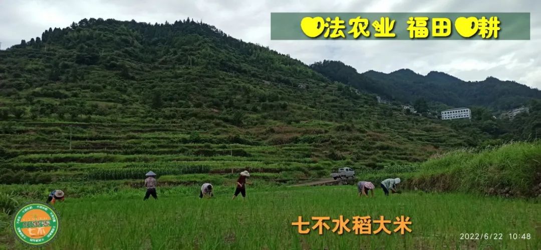 预定有礼-订购大米送生姜。2022年秋收浙江仙居新米⑤红籼米④黑米⑨勇优12粳米⑥糯米⑩香米华优18籼米 ⑾嘉丰优2号籼米