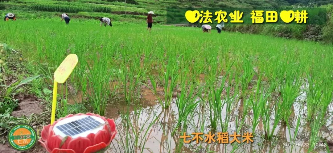 预定有礼-订购大米送生姜。2022年秋收浙江仙居新米⑤红籼米④黑米⑨勇优12粳米⑥糯米⑩香米华优18籼米 ⑾嘉丰优2号籼米