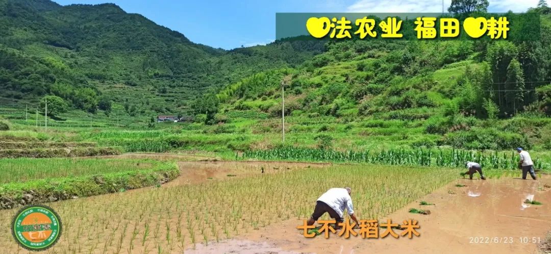 预定有礼-订购大米送生姜。2022年秋收浙江仙居新米⑤红籼米④黑米⑨勇优12粳米⑥糯米⑩香米华优18籼米 ⑾嘉丰优2号籼米