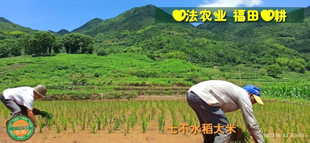 预定有礼-订购大米送生姜。2022年秋收浙江仙居新米⑤红籼米④黑米⑨勇优12粳米⑥糯米⑩香米华优18籼米 ⑾嘉丰优2号籼米