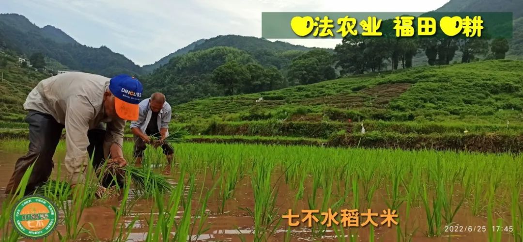 预定有礼-订购大米送生姜。2022年秋收浙江仙居新米⑤红籼米④黑米⑨勇优12粳米⑥糯米⑩香米华优18籼米 ⑾嘉丰优2号籼米