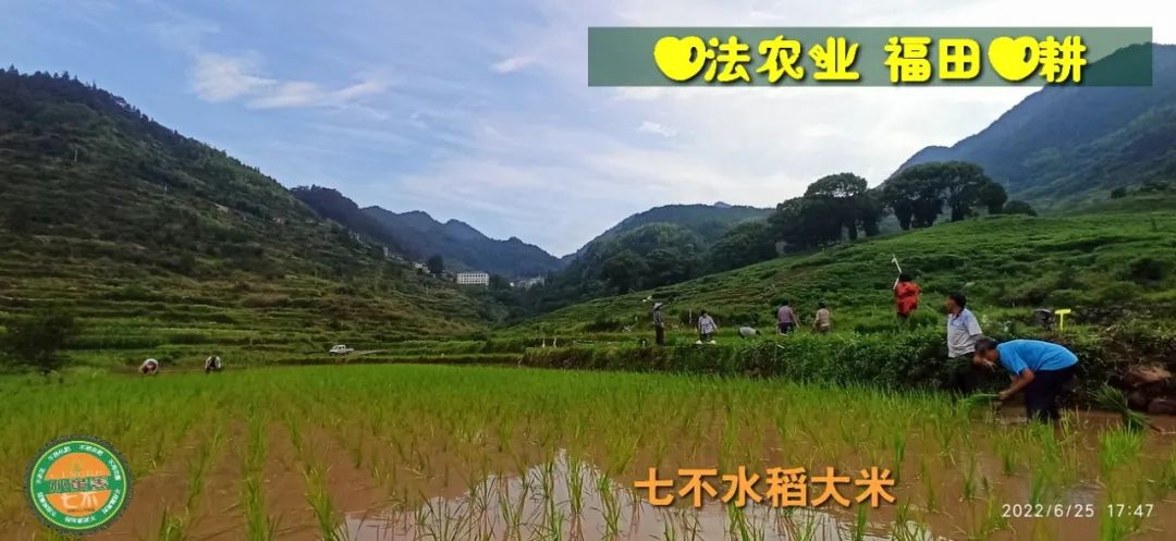 预定有礼-订购大米送生姜。2022年秋收浙江仙居新米⑤红籼米④黑米⑨勇优12粳米⑥糯米⑩香米华优18籼米 ⑾嘉丰优2号籼米