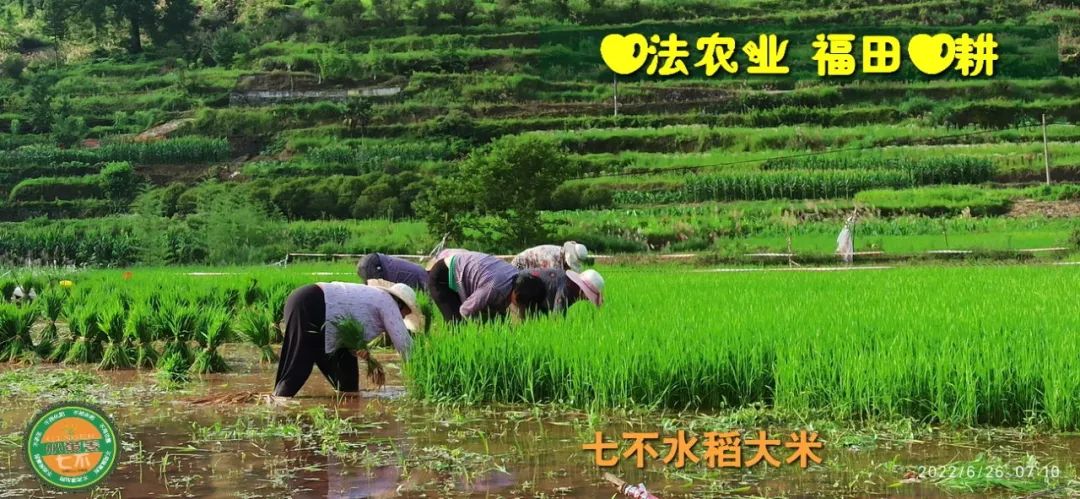 预定有礼-订购大米送生姜。2022年秋收浙江仙居新米⑤红籼米④黑米⑨勇优12粳米⑥糯米⑩香米华优18籼米 ⑾嘉丰优2号籼米