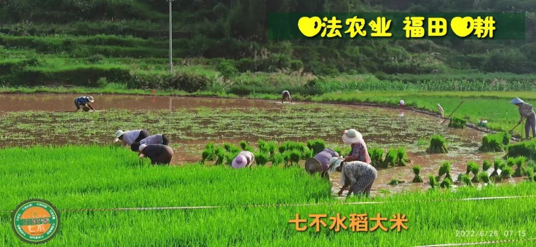 预定有礼-订购大米送生姜。2022年秋收浙江仙居新米⑤红籼米④黑米⑨勇优12粳米⑥糯米⑩香米华优18籼米 ⑾嘉丰优2号籼米