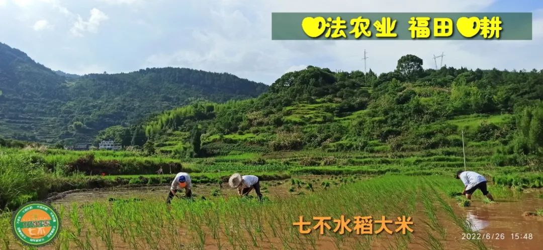 预定有礼-订购大米送生姜。2022年秋收浙江仙居新米⑤红籼米④黑米⑨勇优12粳米⑥糯米⑩香米华优18籼米 ⑾嘉丰优2号籼米