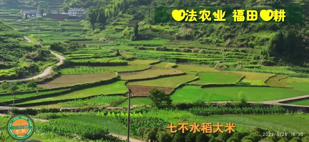 预定有礼-订购大米送生姜。2022年秋收浙江仙居新米⑤红籼米④黑米⑨勇优12粳米⑥糯米⑩香米华优18籼米 ⑾嘉丰优2号籼米