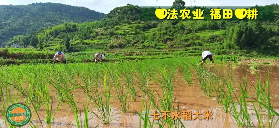 预定有礼-订购大米送生姜。2022年秋收浙江仙居新米⑤红籼米④黑米⑨勇优12粳米⑥糯米⑩香米华优18籼米 ⑾嘉丰优2号籼米