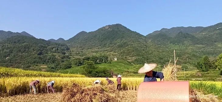 预定有礼-订购大米送生姜。2022年秋收浙江仙居新米⑤红籼米④黑米⑨勇优12粳米⑥糯米⑩香米华优18籼米 ⑾嘉丰优2号籼米