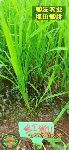 预定有礼-订购大米送生姜。2022年秋收浙江仙居新米⑤红籼米④黑米⑨勇优12粳米⑥糯米⑩香米华优18籼米 ⑾嘉丰优2号籼米