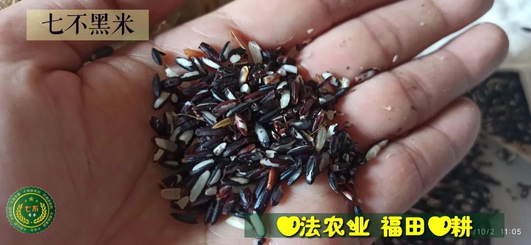 预定有礼-订购大米送生姜。2022年秋收浙江仙居新米⑤红籼米④黑米⑨勇优12粳米⑥糯米⑩香米华优18籼米 ⑾嘉丰优2号籼米