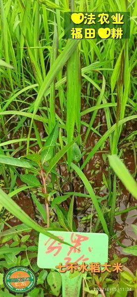 预定有礼-订购大米送生姜。2022年秋收浙江仙居新米⑤红籼米④黑米⑨勇优12粳米⑥糯米⑩香米华优18籼米 ⑾嘉丰优2号籼米