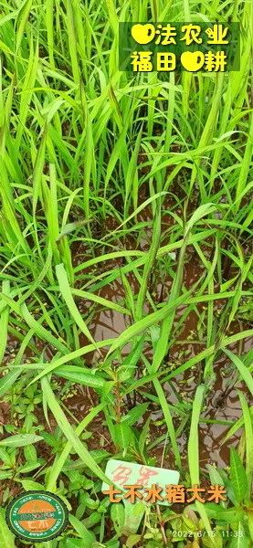 预定有礼-订购大米送生姜。2022年秋收浙江仙居新米⑤红籼米④黑米⑨勇优12粳米⑥糯米⑩香米华优18籼米 ⑾嘉丰优2号籼米