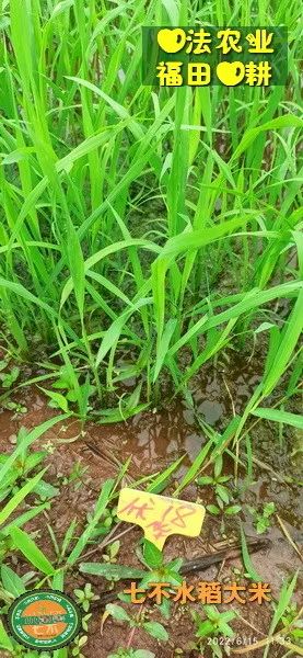 预定有礼-订购大米送生姜。2022年秋收浙江仙居新米⑤红籼米④黑米⑨勇优12粳米⑥糯米⑩香米华优18籼米 ⑾嘉丰优2号籼米