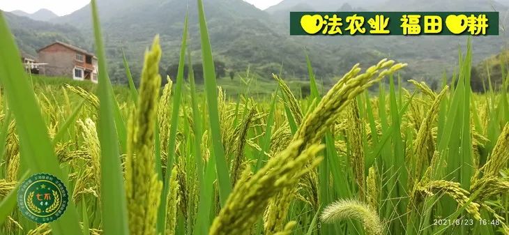 预定有礼-订购大米送生姜。2022年秋收浙江仙居新米⑤红籼米④黑米⑨勇优12粳米⑥糯米⑩香米华优18籼米 ⑾嘉丰优2号籼米