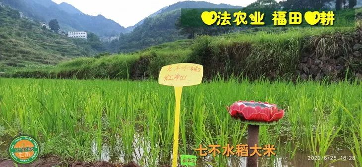 预定有礼-订购大米送生姜。2022年秋收浙江仙居新米⑤红籼米④黑米⑨勇优12粳米⑥糯米⑩香米华优18籼米 ⑾嘉丰优2号籼米