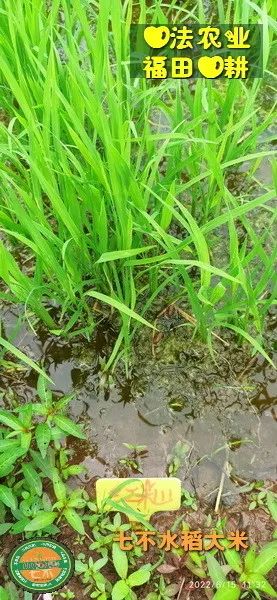 预定有礼-订购大米送生姜。2022年秋收浙江仙居新米⑤红籼米④黑米⑨勇优12粳米⑥糯米⑩香米华优18籼米 ⑾嘉丰优2号籼米