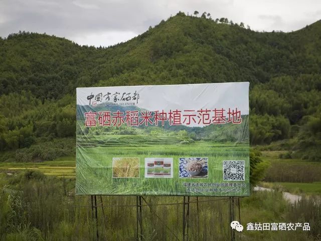 福建连城富硒大米