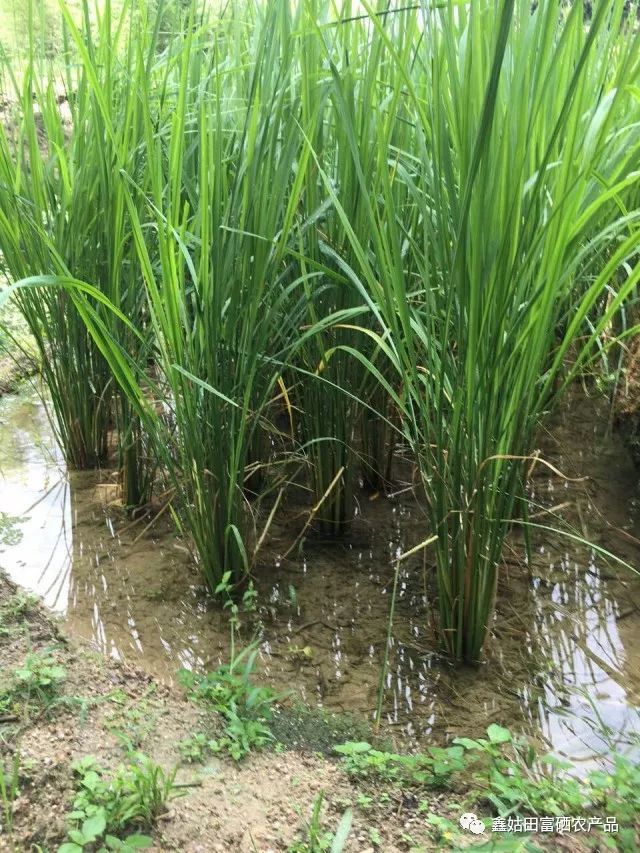 福建连城富硒大米