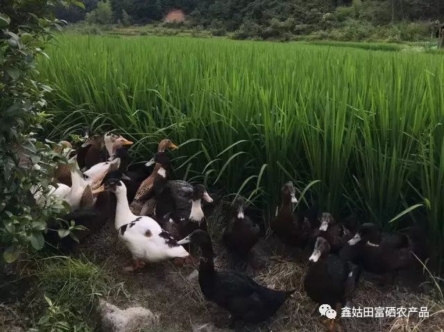 福建连城富硒大米