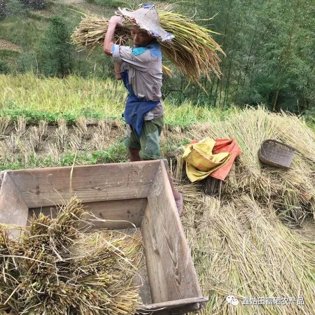 福建连城富硒大米
