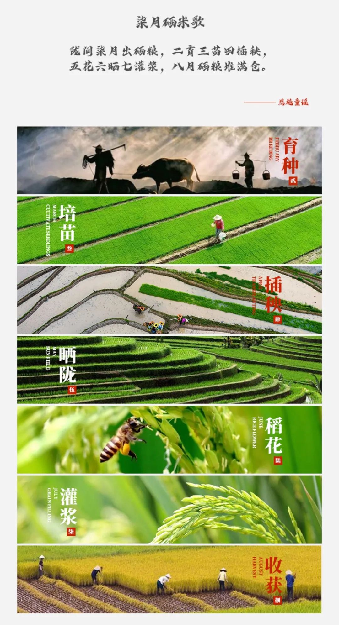恩施富硒大米直播