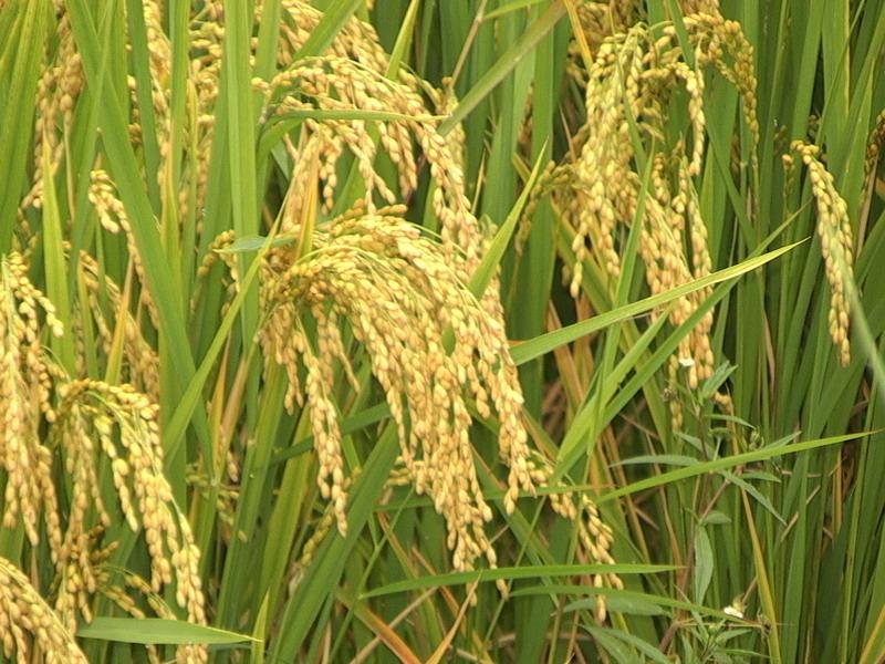 富硒大米怎样收费