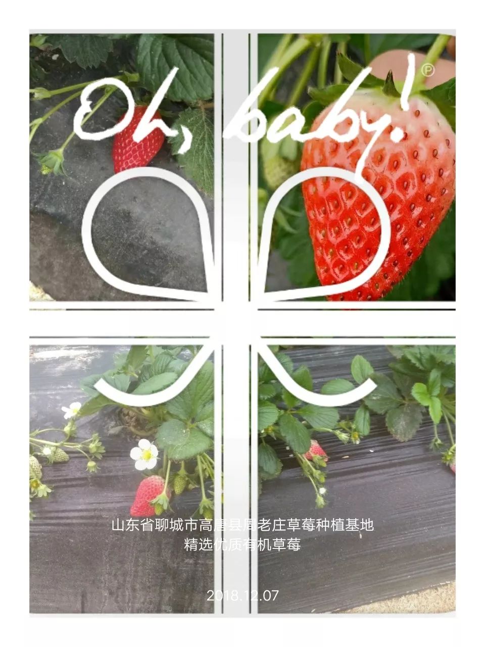 山东莒县富硒大米