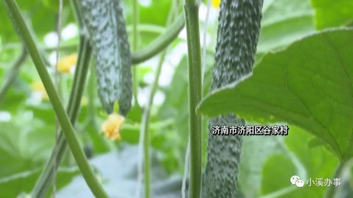 “第一书记帮我卖黄瓜和大米......”