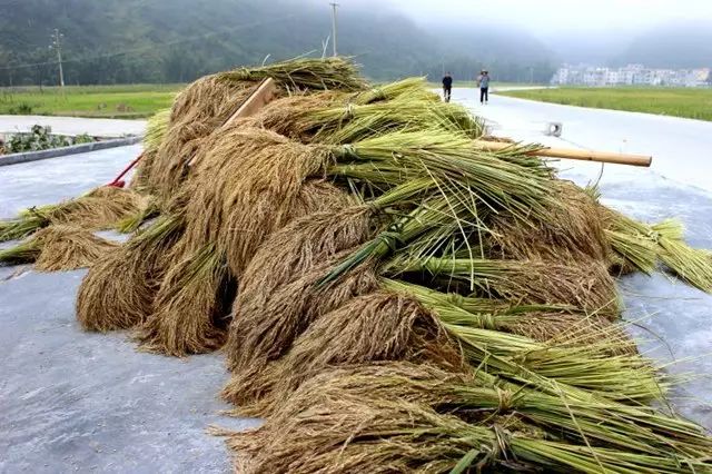 富硒大米相关资料