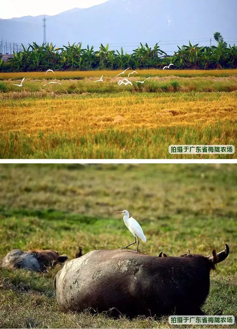 辽宁柳河富硒大米