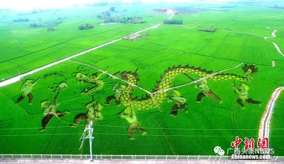 广西钦州富硒大米