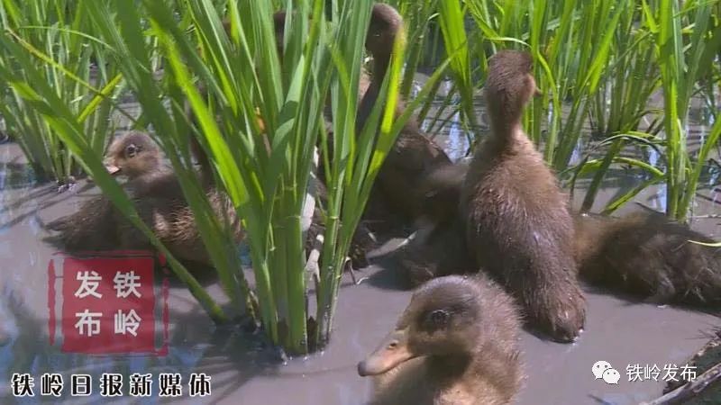 富硒大米直播贴片(富硒优质大米)-硒宝网