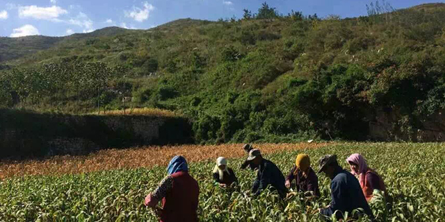 陕西有机月子米商家,月子米