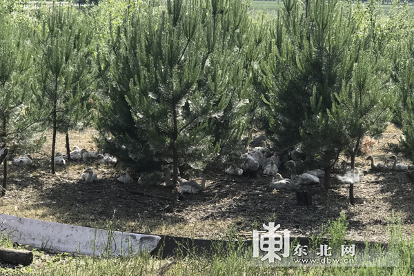 海伦富硒大米简介