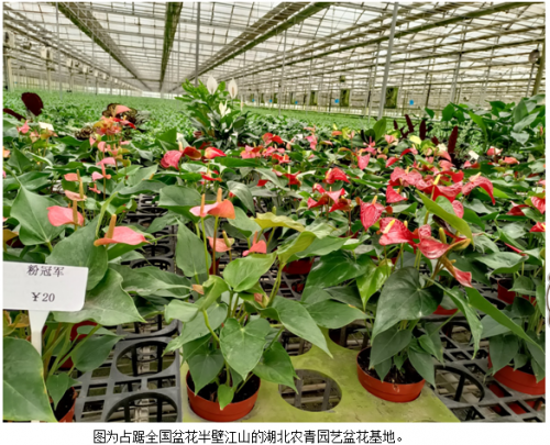 钟祥富硒大米品牌