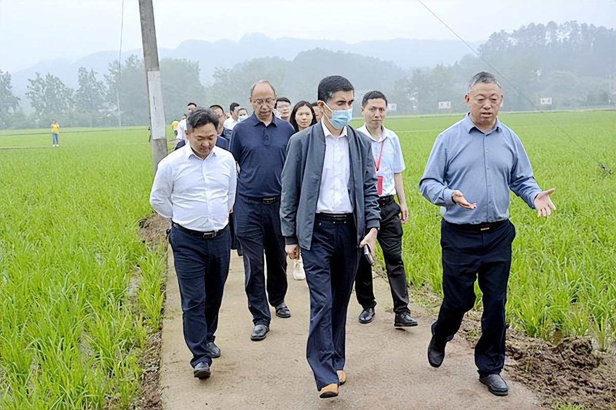 富硒大米会长胖吗(大米长胖)-硒宝网