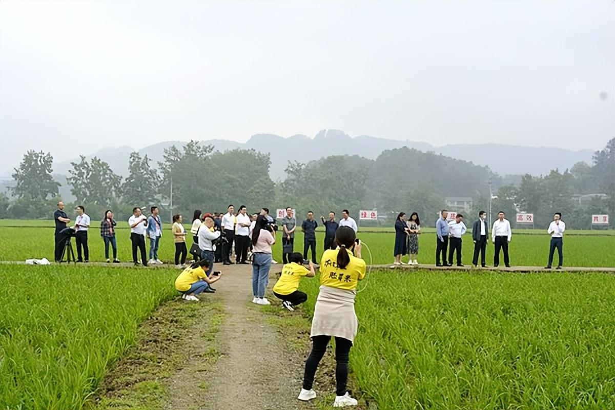 富硒大米会长胖吗(大米长胖)-硒宝网