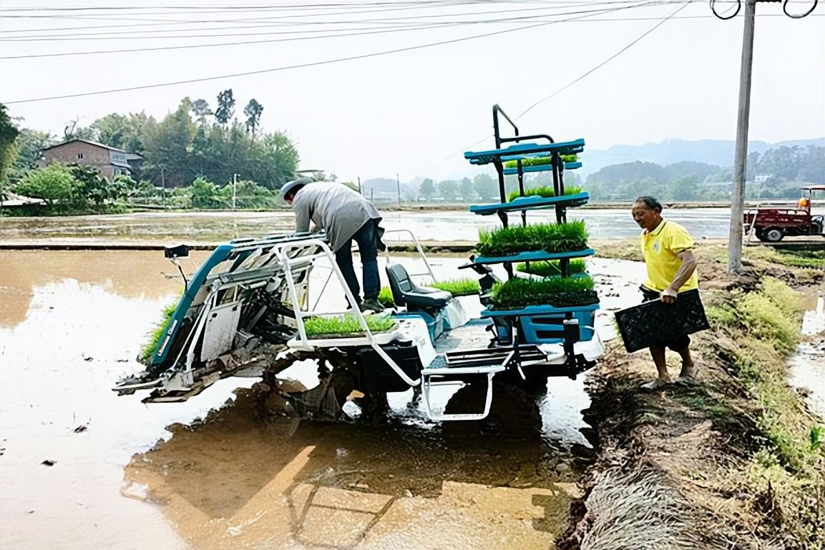 富硒大米会长胖吗(大米长胖)-硒宝网