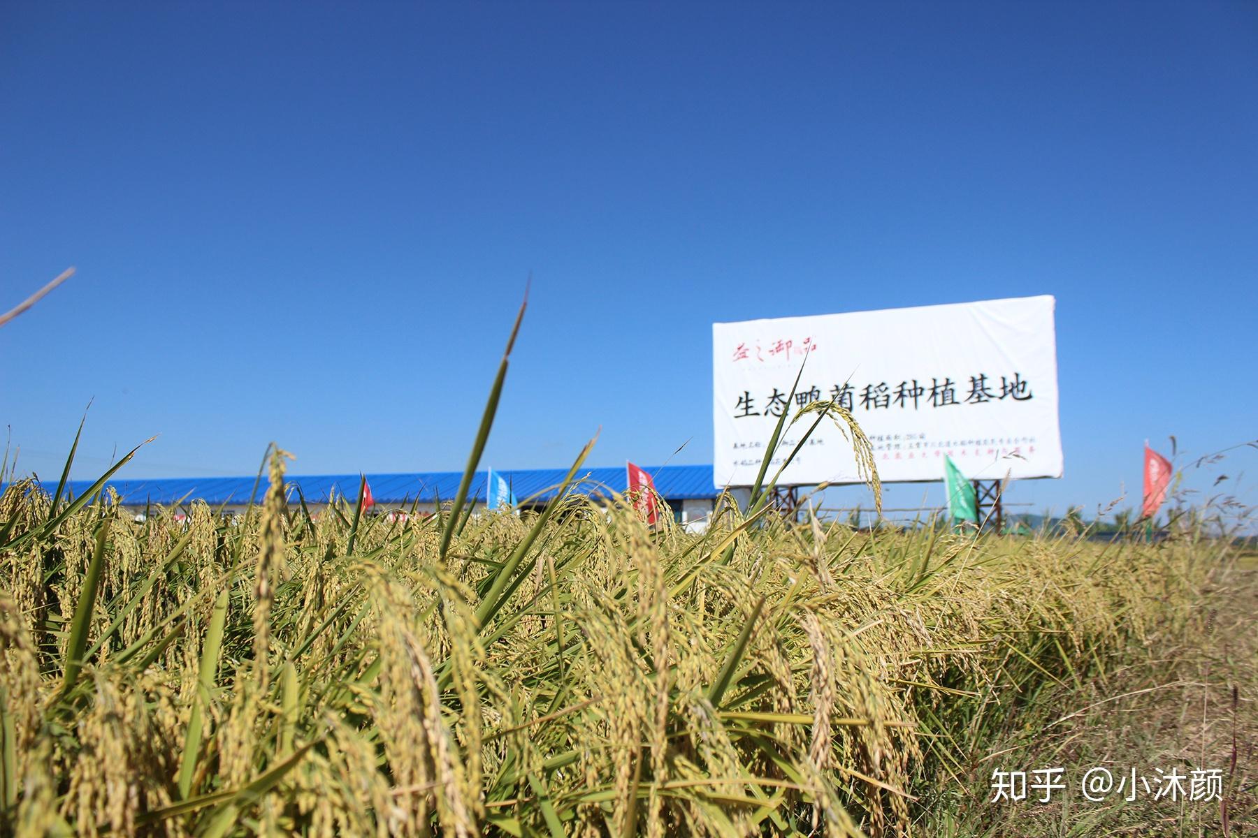 湖南通道富硒大米