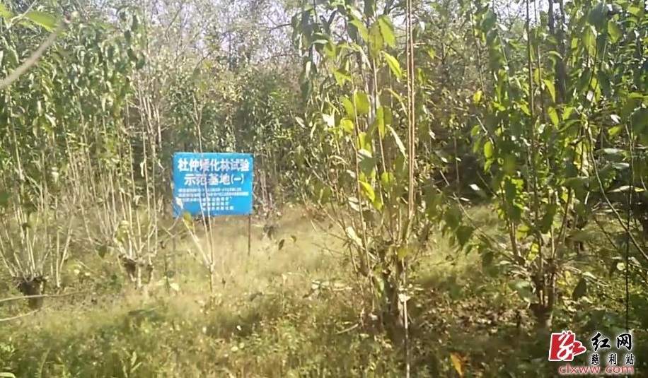 湖南通道富硒大米