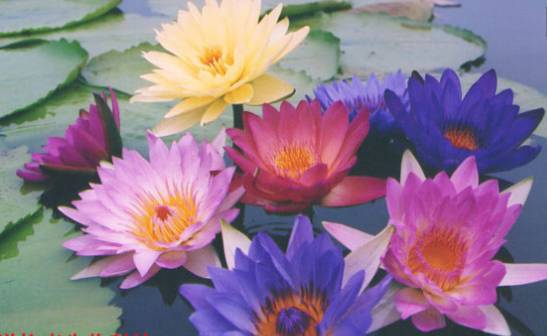 柳州富硒大米厂家(广西富硒米产地)-硒宝网