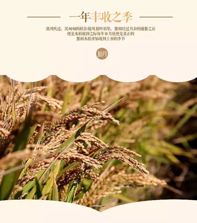 盘锦蟹田富硒大米