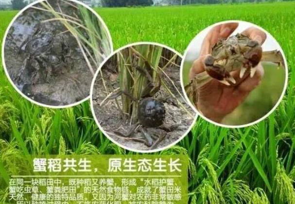 东北黑米富硒大米